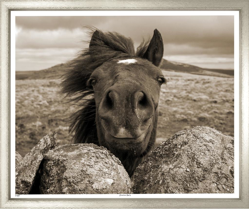 Художественный принт Stallion Smile TL1775-M-1-624 Trowbridge