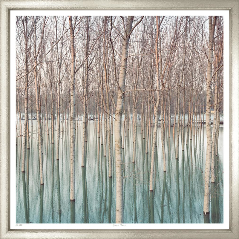 Художественный принт Birch Trees TS2033-R-1-624 Trowbridge