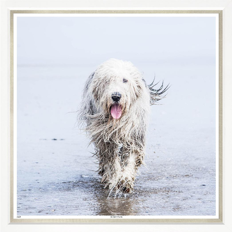 Художественный принт Old English Sheepdog TS1639-R-1-612L Trowbridge